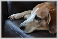 first aid for dogs